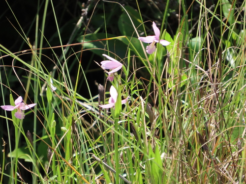 Pogonia ophioglossoides (Rose Pogonia) (alternate view 4)