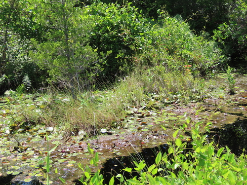 Pogonia ophioglossoides (Rose Pogonia) (alternate view 5)