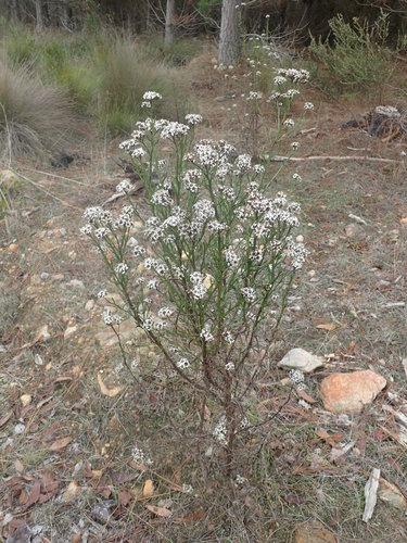 Ixodia achillaeoides (sand ixodia) (alternate view 2)