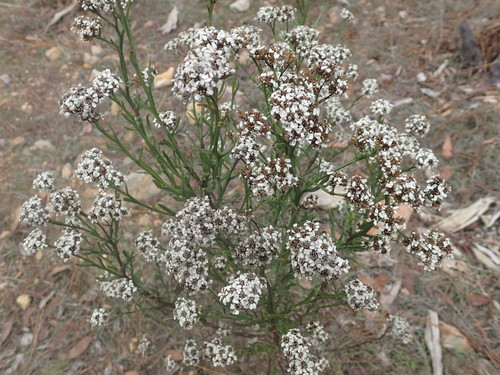 Ixodia achillaeoides (sand ixodia)