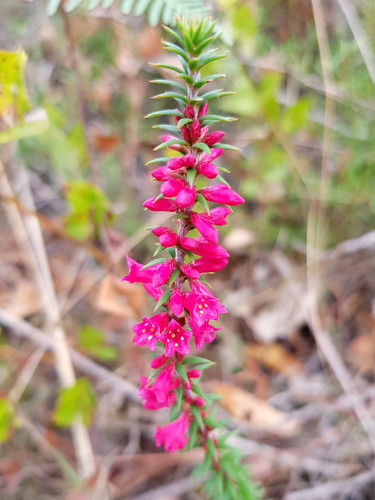 Epacris impressa (Common Heath) (alternate view 10)