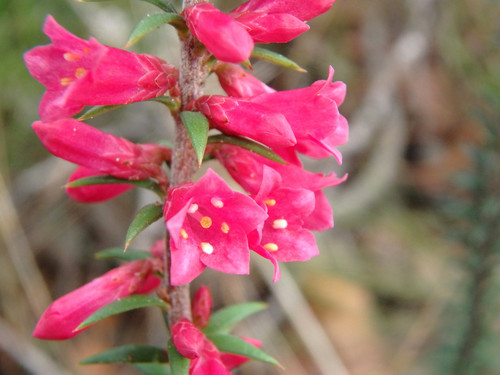 Epacris impressa (Common Heath) (alternate view 9)