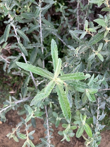 Olearia phlogopappa (Asthma Bush) (alternate view 4)