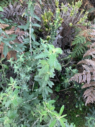 Olearia phlogopappa (Asthma Bush) (alternate view 5)