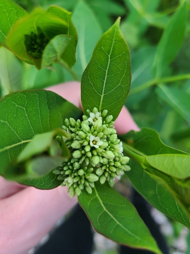 Apocynum × floribundum (intermediate dogbane) (alternate view 5)