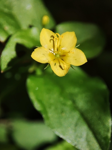 Lysimachia nemorum (Yellow Pimpernel)