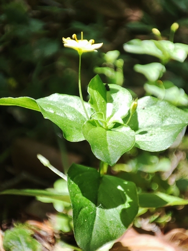 Lysimachia nemorum (Yellow Pimpernel)