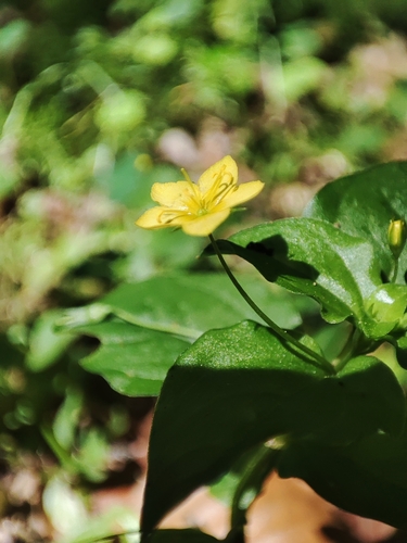 Lysimachia nemorum (Yellow Pimpernel)