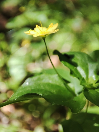 Lysimachia nemorum (Yellow Pimpernel)