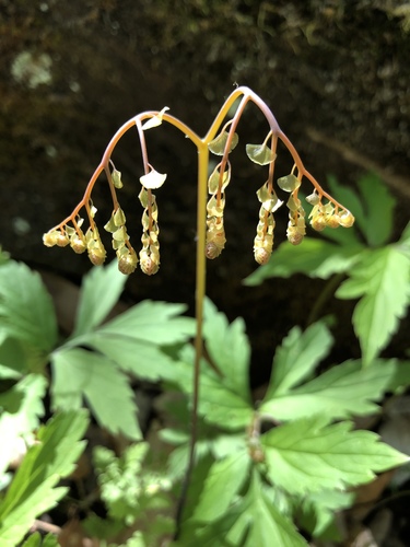 Adiantum pedatum (Northern Maidenhair Fern)