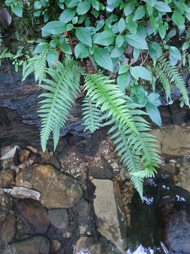 Phegopteris decursive-pinnata (Japanese Beech Fern)