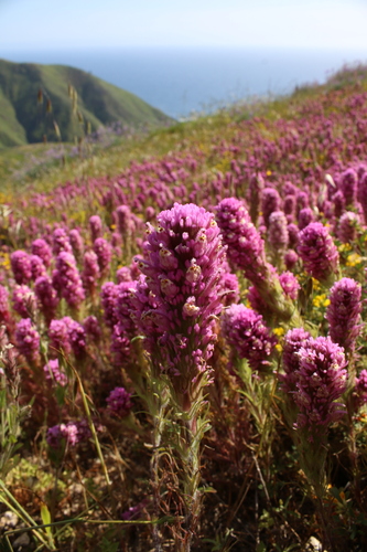 Castilleja exserta (purple owl's-clover) (alternate view 2)