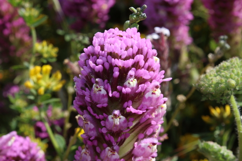 Castilleja exserta (purple owl's-clover) (alternate view 3)