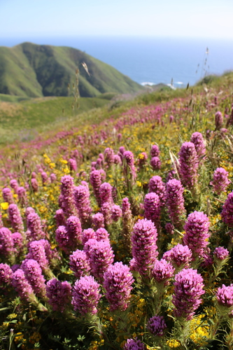 Castilleja exserta (purple owl's-clover) (alternate view 4)