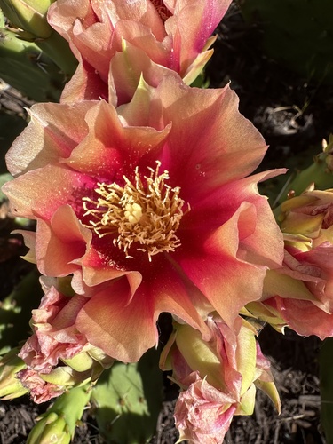 Opuntia macrorhiza (prairie pricklypear)