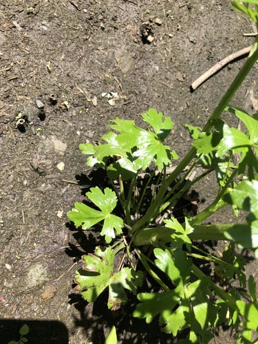 Ranunculus sceleratus (cursed crowfoot)