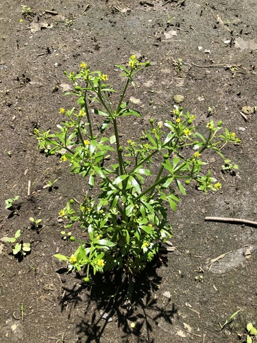 Ranunculus sceleratus (cursed crowfoot)