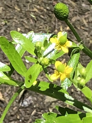 Ranunculus sceleratus (cursed crowfoot)