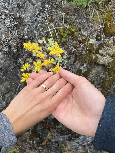 Sedum spathulifolium (Broadleaf Stonecrop)