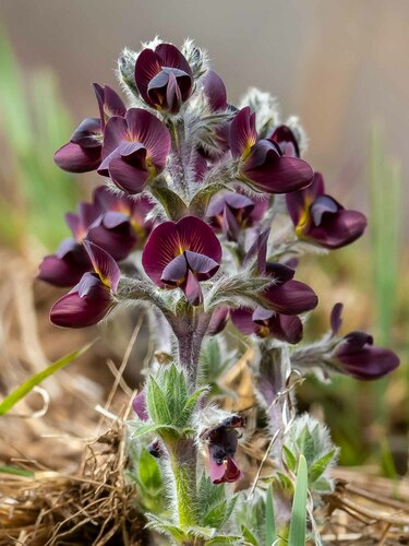 Thermopsis (Goldenbanners)