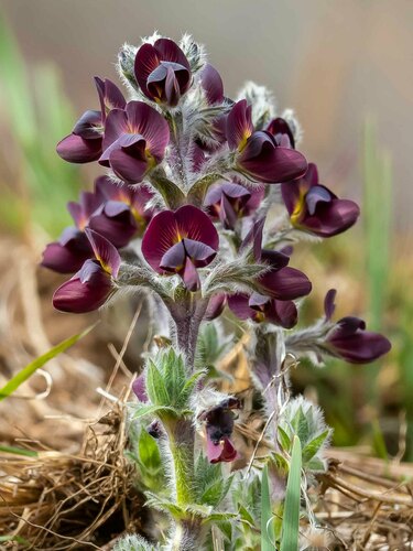 Thermopsis (Goldenbanners) (alternate view 2)