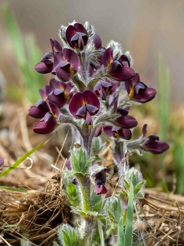 Thermopsis (Goldenbanners) (alternate view 3)