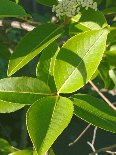Viburnum cassinoides (northern wild raisin) (alternate view 2)