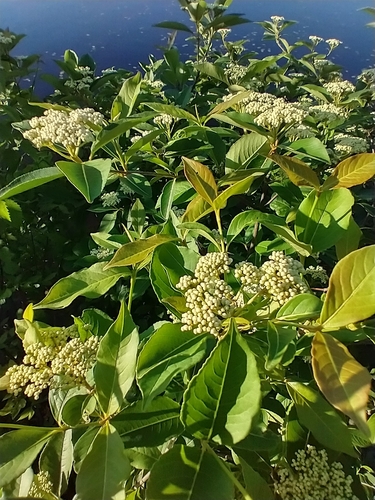 Viburnum cassinoides (northern wild raisin) (alternate view 3)
