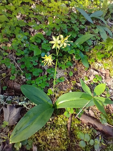 Clintonia borealis (bluebead lily)