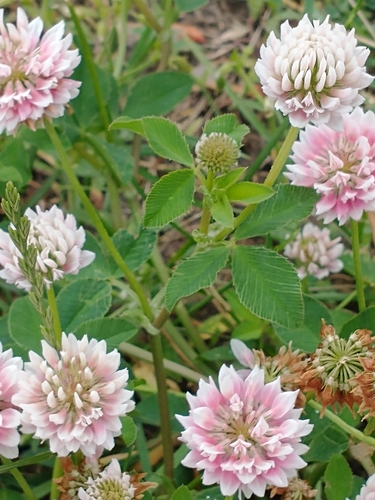 Trifolium hybridum (Alsike clover)