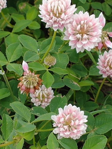 Trifolium hybridum (Alsike clover)