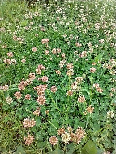 Trifolium repens (white clover)