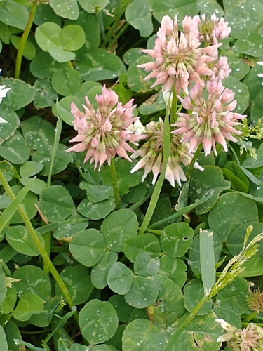 Trifolium repens (white clover)