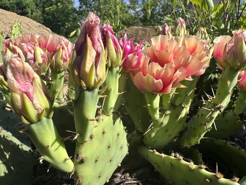 Opuntia macrorhiza (prairie pricklypear) (alternate view 2)