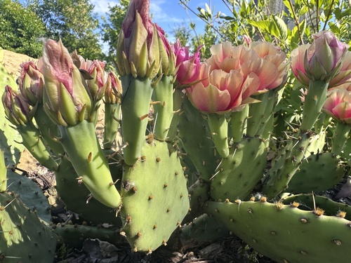 Opuntia macrorhiza (prairie pricklypear) (alternate view 3)