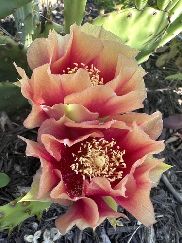 Opuntia macrorhiza (prairie pricklypear) (alternate view 4)