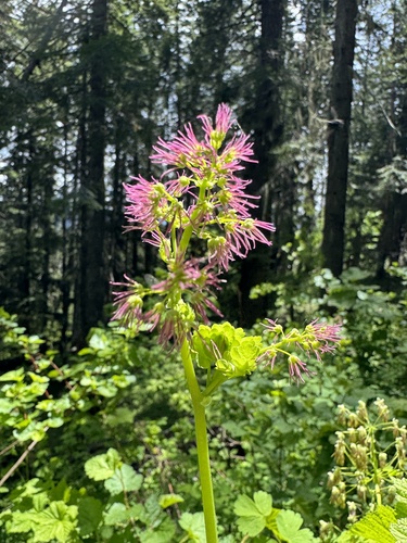 Thalictrum occidentale (Western Meadow-Rue) (alternate view 3)