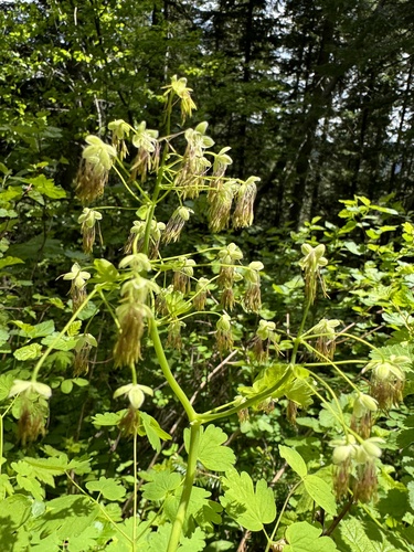 Thalictrum occidentale (Western Meadow-Rue) (alternate view 4)