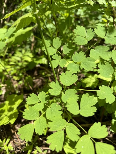 Thalictrum occidentale (Western Meadow-Rue) (alternate view 5)