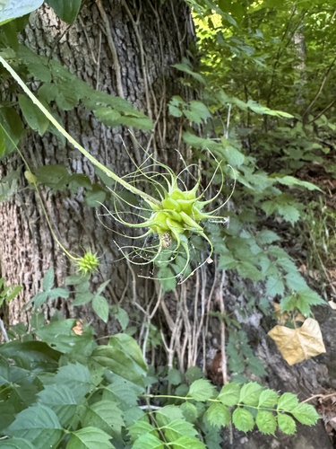Clematis pitcheri (Pitcher's leatherflower) (alternate view 9)