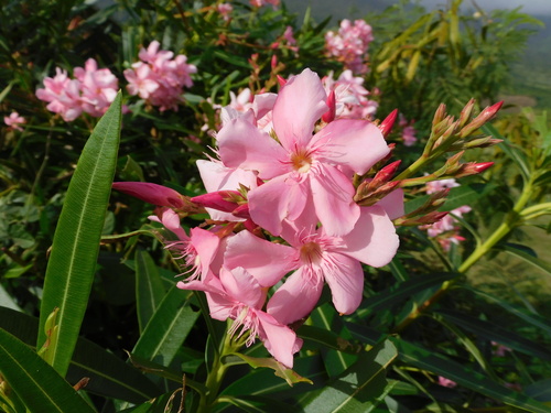 Nerium (oleanders) (alternate view 5)