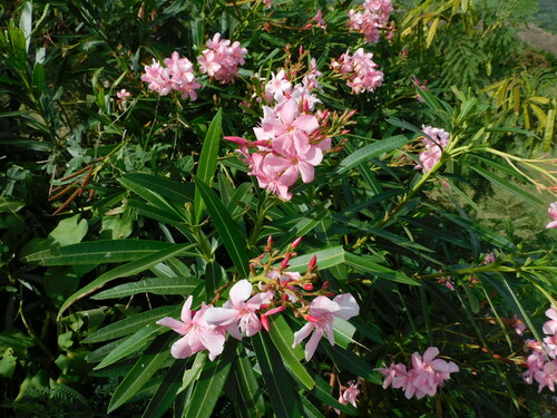 Nerium (oleanders) (alternate view 6)