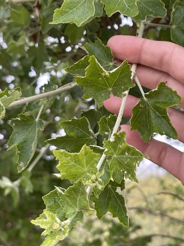 Malacothamnus fasciculatus (southern coastal bushmallow)
