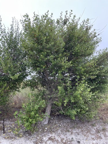 Malacothamnus fasciculatus (southern coastal bushmallow) (alternate view 2)