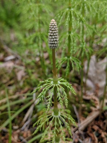Equisetum sylvaticum (wood horsetail)