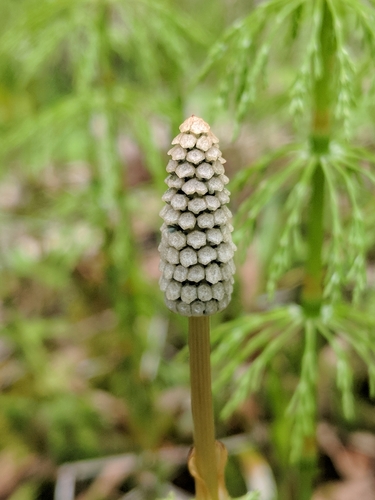 Equisetum sylvaticum (wood horsetail)