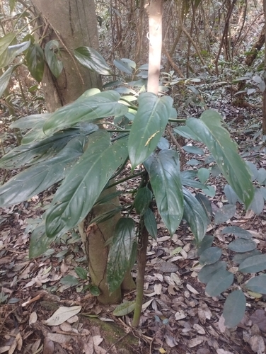 Philodendron hastatum (Silver Sword Philodendron)