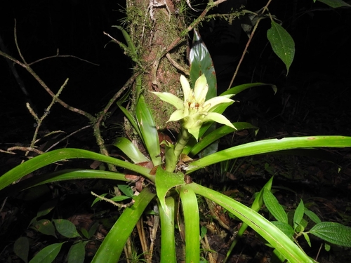 Guzmania lingulata (Scarlet Star)