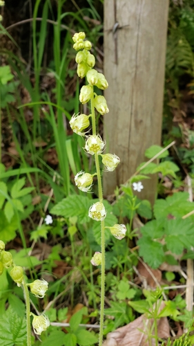Tellima grandiflora (Fringecup)
