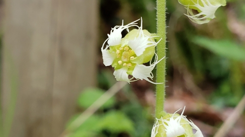 Tellima grandiflora (Fringecup) (alternate view 2)